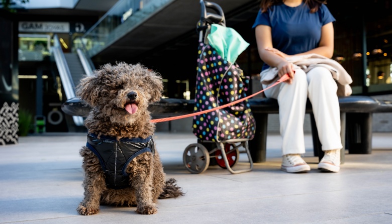 En el Día del Animal, nuestros amigos de 4 patas tendrán su alfombra roja