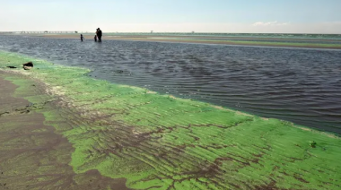 Alerta en el Río de la Plata por la presencia de cianobacterias