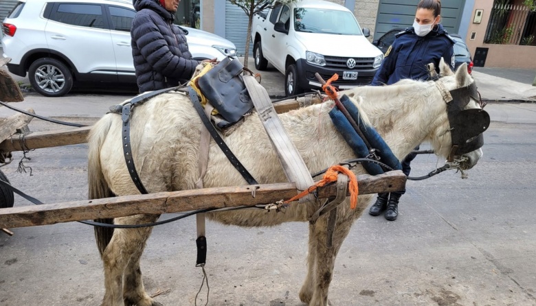 Detuvieron a un hombre por maltratar a un caballo en Sarandí