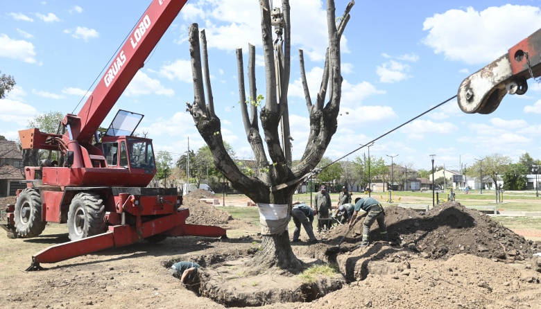 El Municipio de Esteban Echeverría trasplantó árboles en Monte Grande
