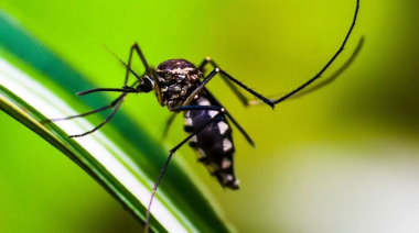 Brasil, Paraguay y Argentina son los países más afectados por los brotes de dengue en América