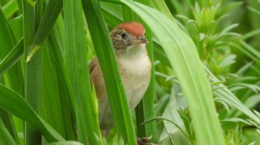Nueva jornada de observación de aves en el Complejo Ambiental Villa Domínico