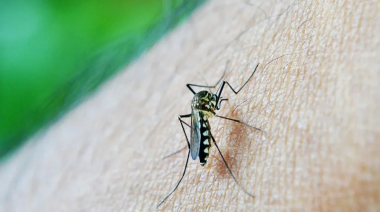 A qué temperatura puede sobrevivir el mosquito que transmite el dengue