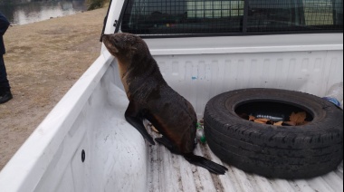 Rescataron a un lobo marino en Avellaneda