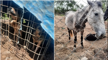 Horror en Avellaneda: encontraron unos 80 perros y caballos víctimas del maltrato animal