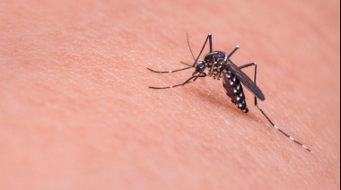 Invasión de mosquitos en el AMBA: ¿A qué se debe?