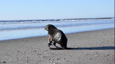 Devolvieron al mar al lobo marino rescatado en el Riachuelo, a la altura de Avellaneda