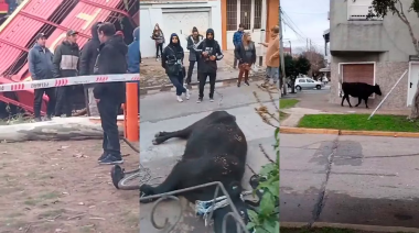 Wilde: Volcó un acoplado de transportaba vacas en el Acceso Sudeste