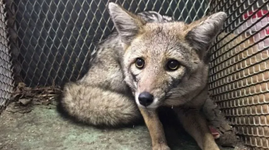 Recuperan a un zorro gris pampeano que se encontraba encadenado en un domicilio de Avellaneda