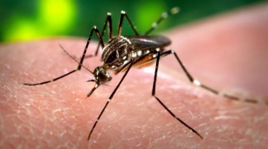 Detectaron los primeros casos autóctonos de dengue en el AMBA
