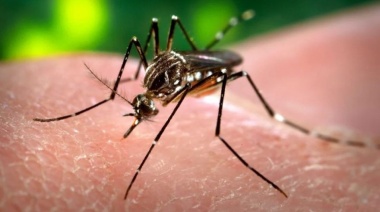 El riesgo de dengue grave en segundas infecciones es bajo, según un informe oficial