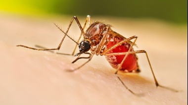 Médicos bonaerenses alertan por el dengue y reclaman un plan nacional para prevenir una epidemia