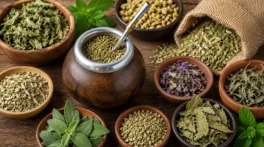 Del burrito al cedrón: los yuyos que transforman el mate y sus beneficios
