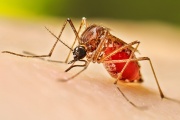 Médicos bonaerenses alertan por el dengue y reclaman un plan nacional para prevenir una epidemia